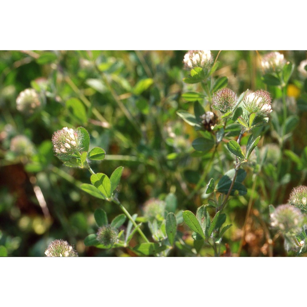 trifolium cherleri l.