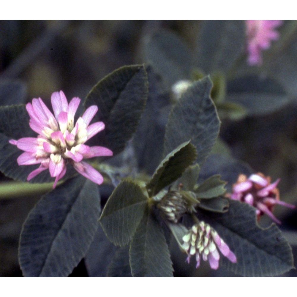 trifolium clusii gren. et godr.