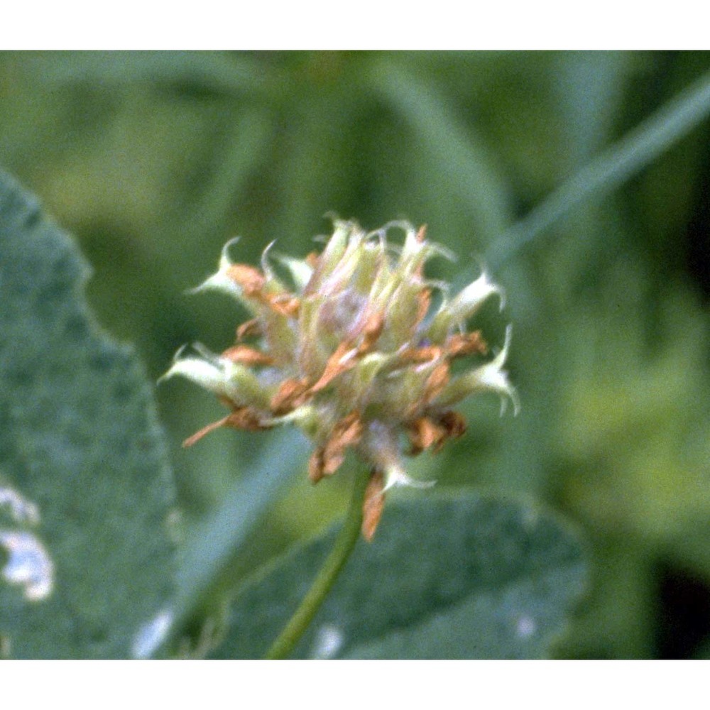 trifolium clusii gren. et godr.