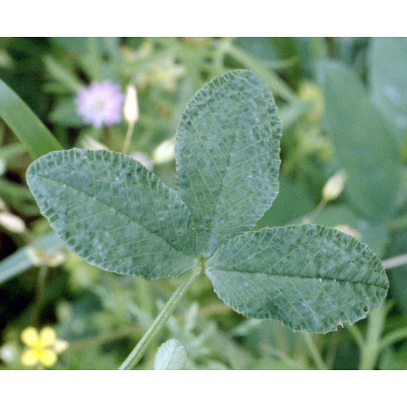 trifolium clusii gren. et godr.