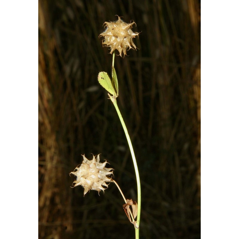 trifolium clusii gren. et godr.