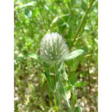 trifolium diffusum ehrh.