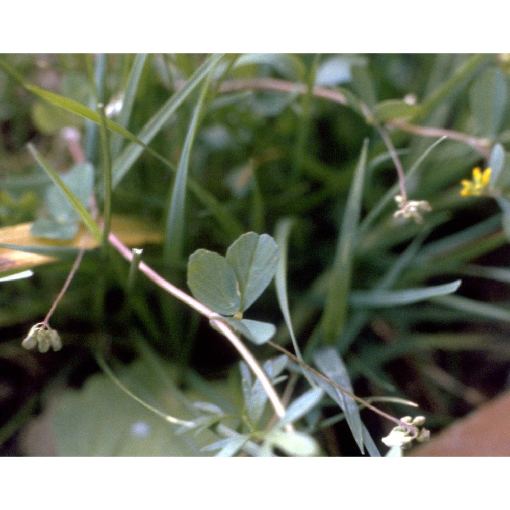 trifolium dubium sibth.