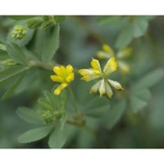 trifolium dubium sibth.