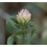 trifolium echinatum m. bieb.