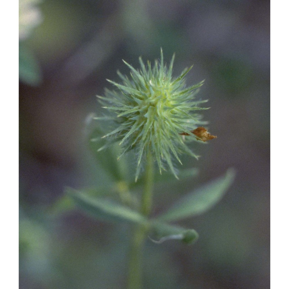 trifolium echinatum m. bieb.