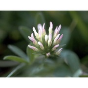 trifolium echinatum m. bieb.