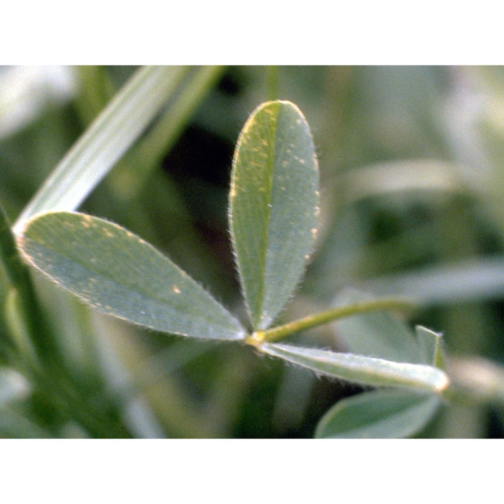 trifolium echinatum m. bieb.