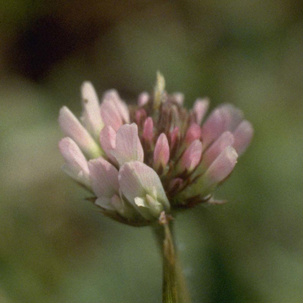 trifolium fragiferum l.