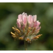 trifolium fragiferum l.