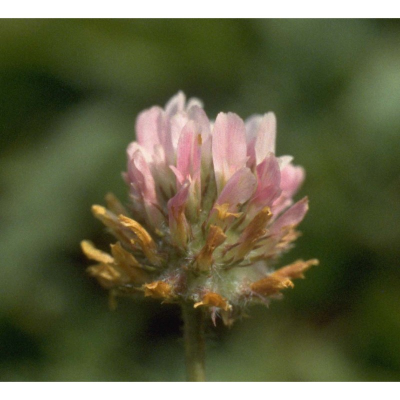 trifolium fragiferum l.