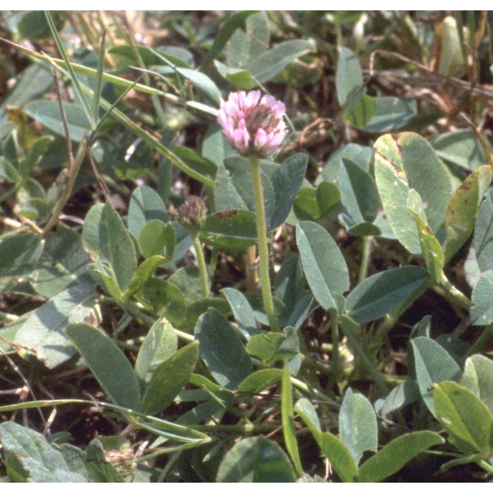 trifolium fragiferum l.