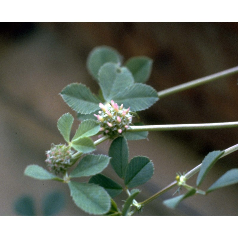 trifolium glomeratum l.