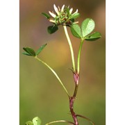 trifolium glomeratum l.