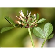 trifolium glomeratum l.