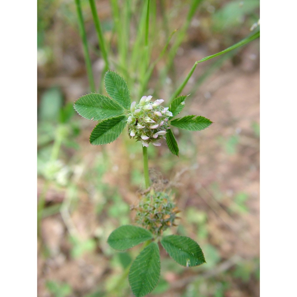 trifolium glomeratum l.