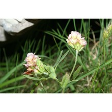 trifolium grandiflorum schreb.
