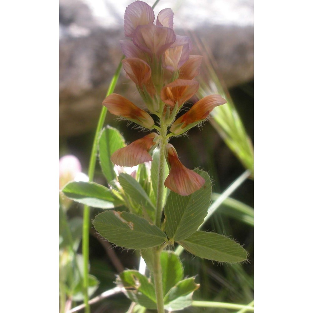 trifolium grandiflorum schreb.