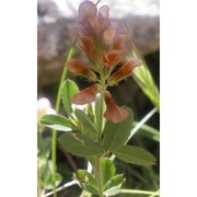 trifolium grandiflorum schreb.