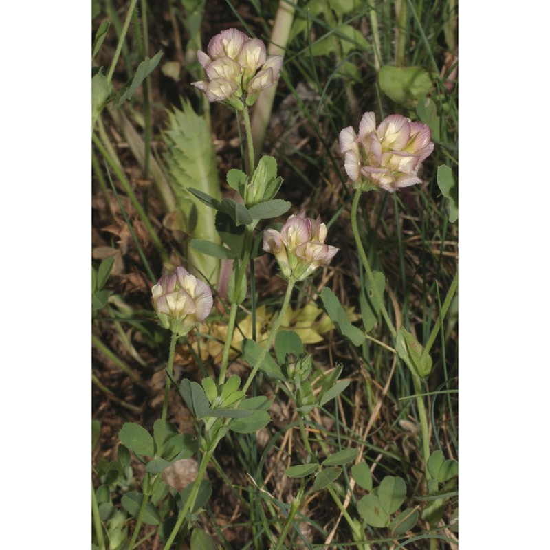 trifolium grandiflorum schreb.