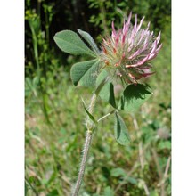 trifolium hirtum all.