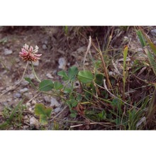 trifolium hybridum l.