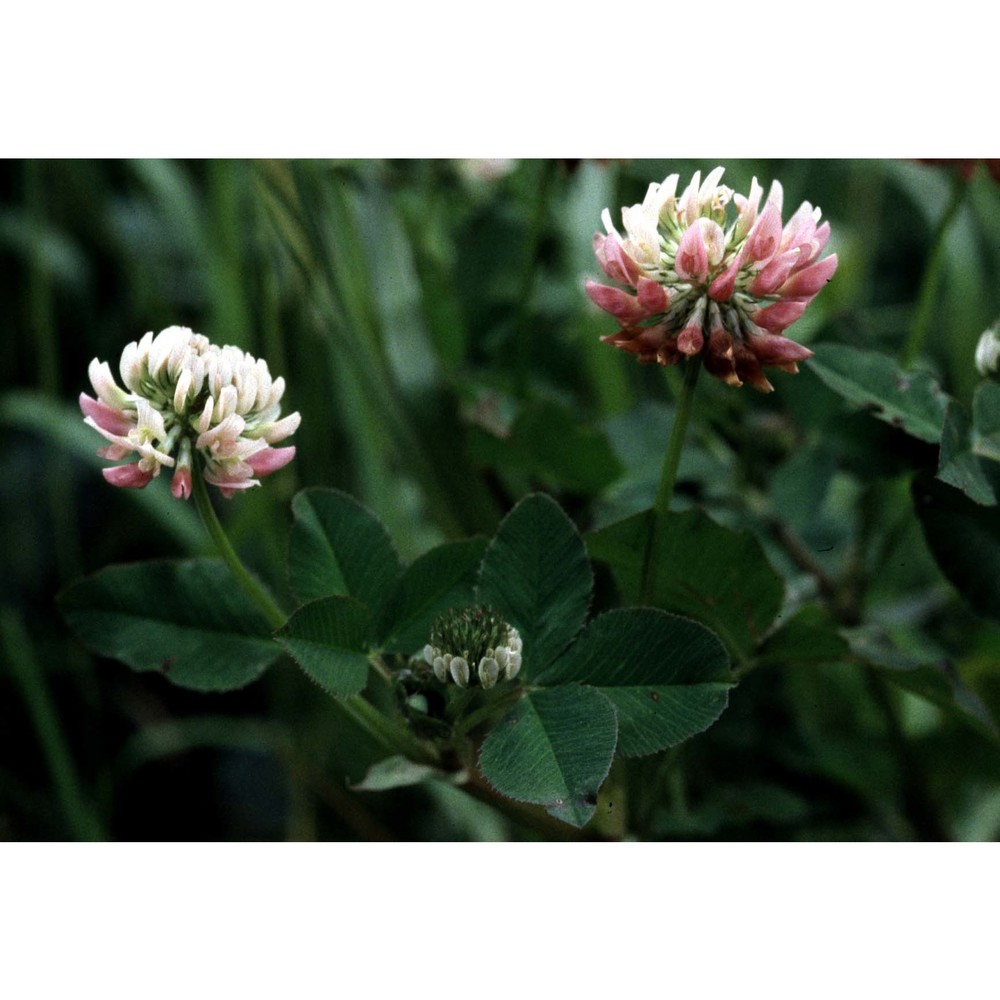 trifolium hybridum l.