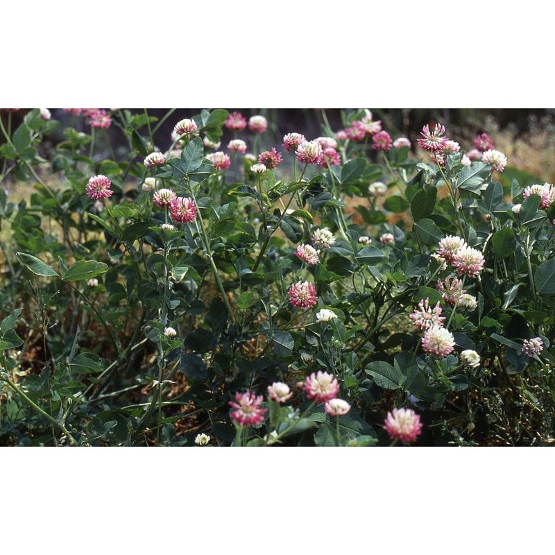 trifolium hybridum l.