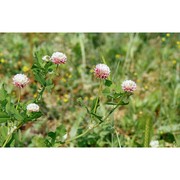 trifolium hybridum l.