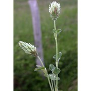 trifolium incarnatum l.