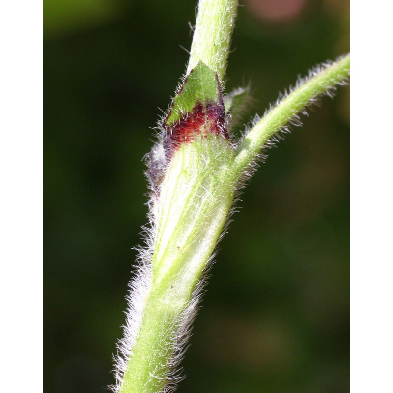 trifolium incarnatum l.