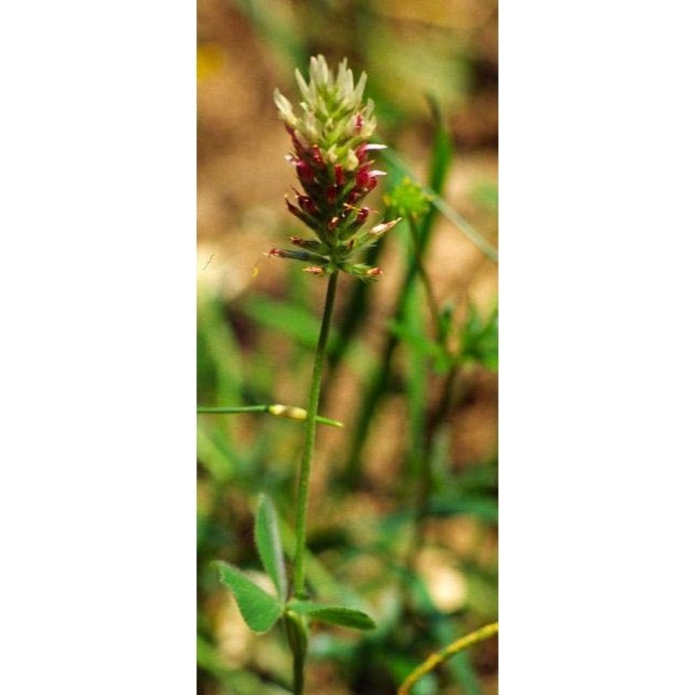 trifolium incarnatum l.