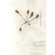 trifolium infamia-ponertii greuter