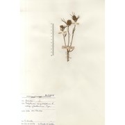 trifolium infamia-ponertii greuter