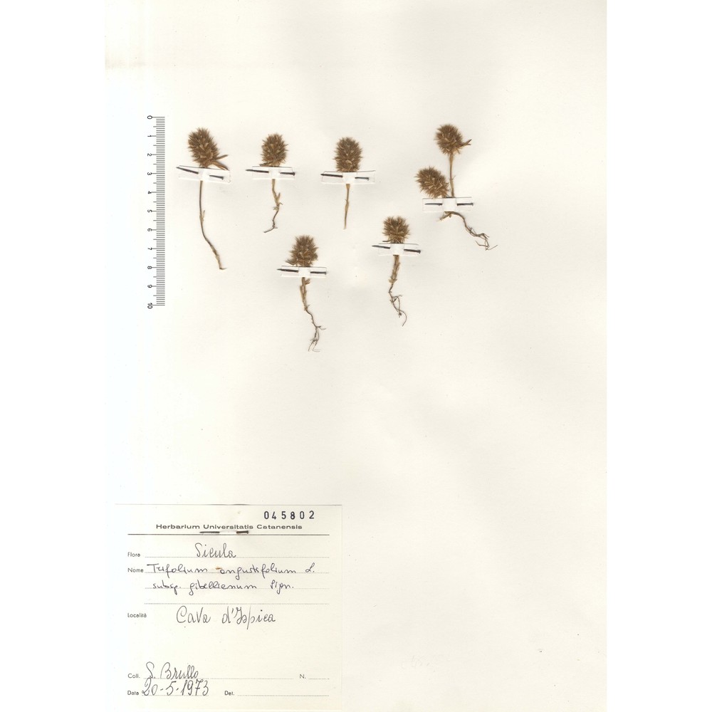 trifolium infamia-ponertii greuter