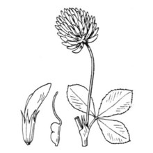 trifolium isthmocarpum brot. subsp. jaminianum (boiss.) murb.