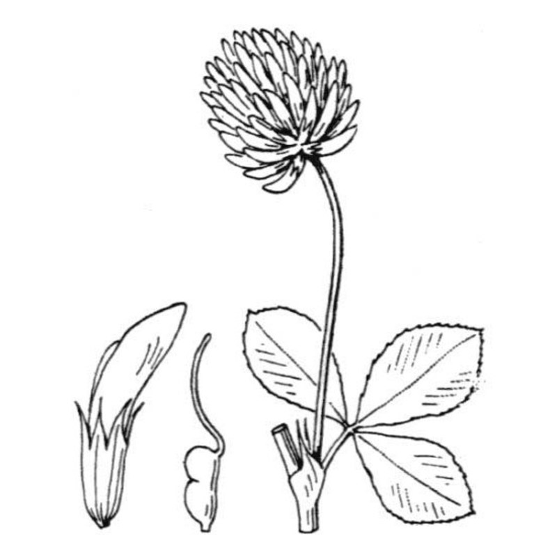 trifolium isthmocarpum brot. subsp. jaminianum (boiss.) murb.