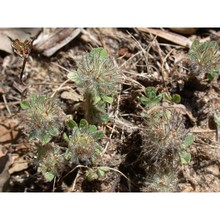 trifolium lappaceum l.