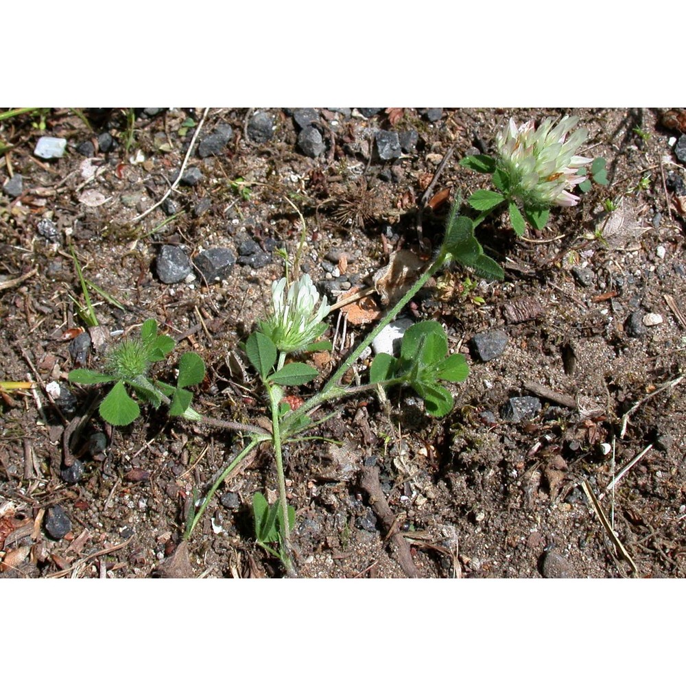 trifolium lappaceum l.