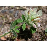 trifolium lappaceum l.