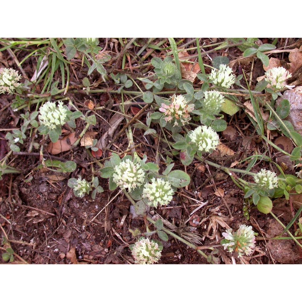 trifolium lappaceum l.