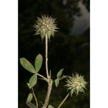 trifolium leucanthum m. bieb.