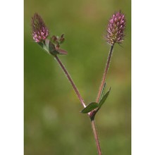 trifolium ligusticum loisel.