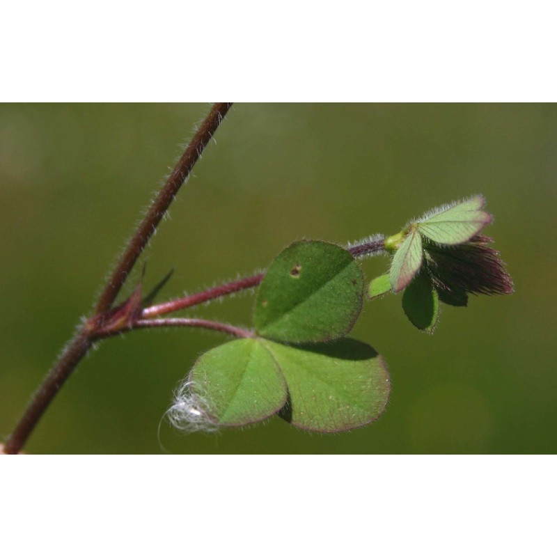 trifolium ligusticum loisel.