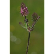 trifolium ligusticum loisel.