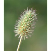 trifolium ligusticum loisel.