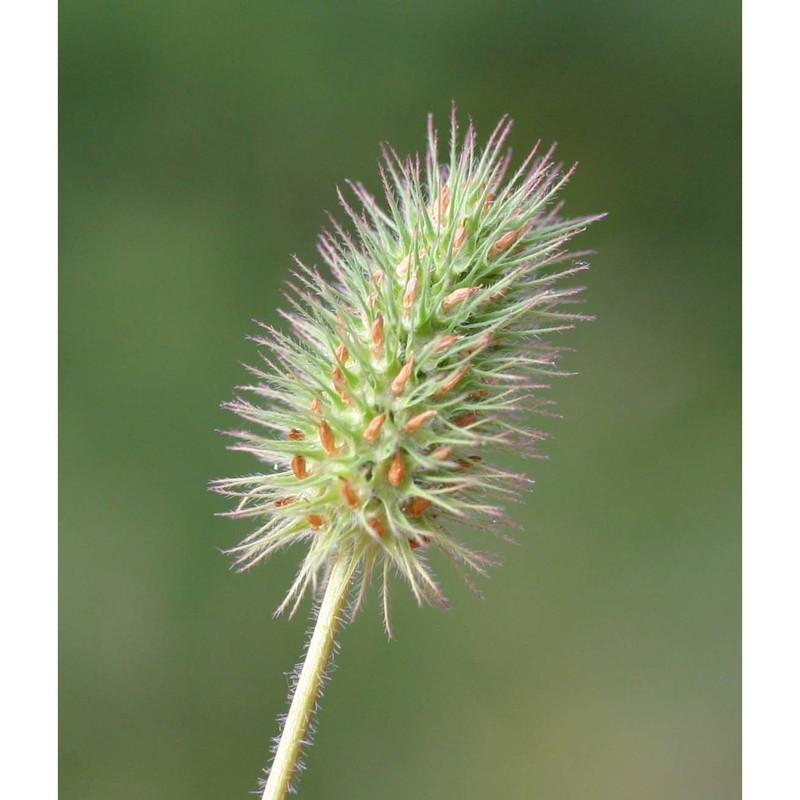 trifolium ligusticum loisel.