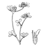 trifolium lucanicum gasp.