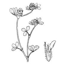 trifolium lucanicum gasp.