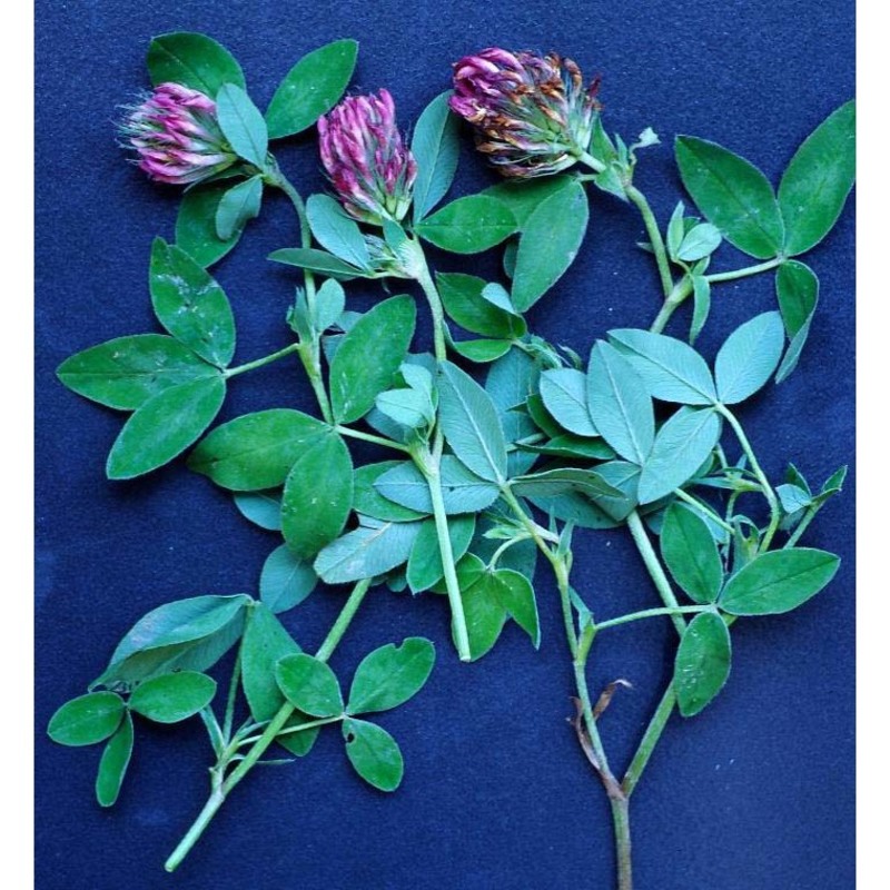 trifolium medium l.